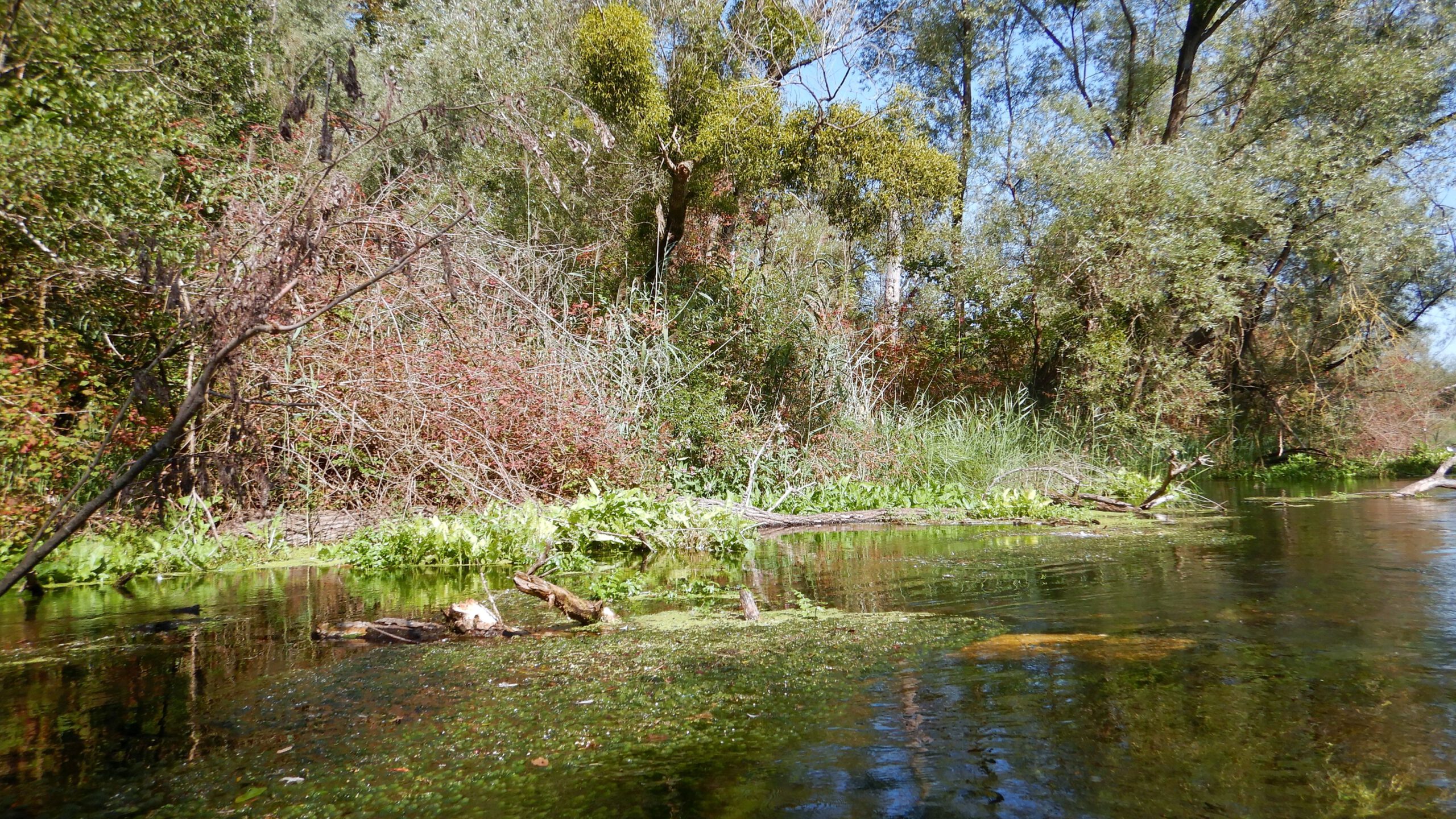 Pfälzisch - Alemannische Freundschaftsfahrt                   die 2te