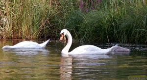 Groschenwasser 29.jpg