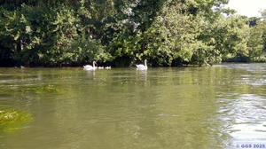 Rhinau 029.jpg