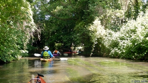 Rhinau 072.jpg